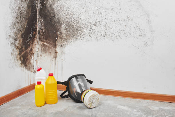 Best Mold Remediation Services  in Montrose, MN