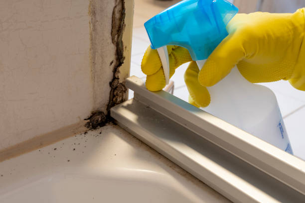 Best Mold Damage Repair  in Montrose, MN