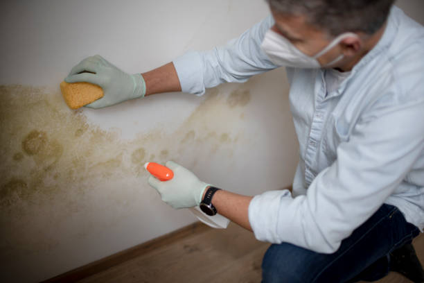 Best Certified Mold Removal  in Montrose, MN