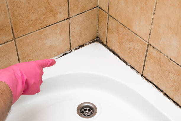 Best Black Mold Removal  in Montrose, MN